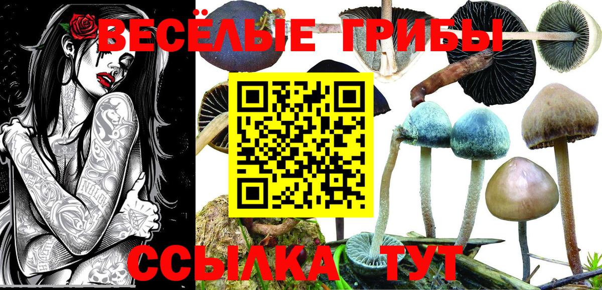 Галлюциногенные грибы Psilocybine cubensis  Галлюциногенные грибы Cubensis  Вход с VPN  купить наркотик  Камень-на-Оби 
